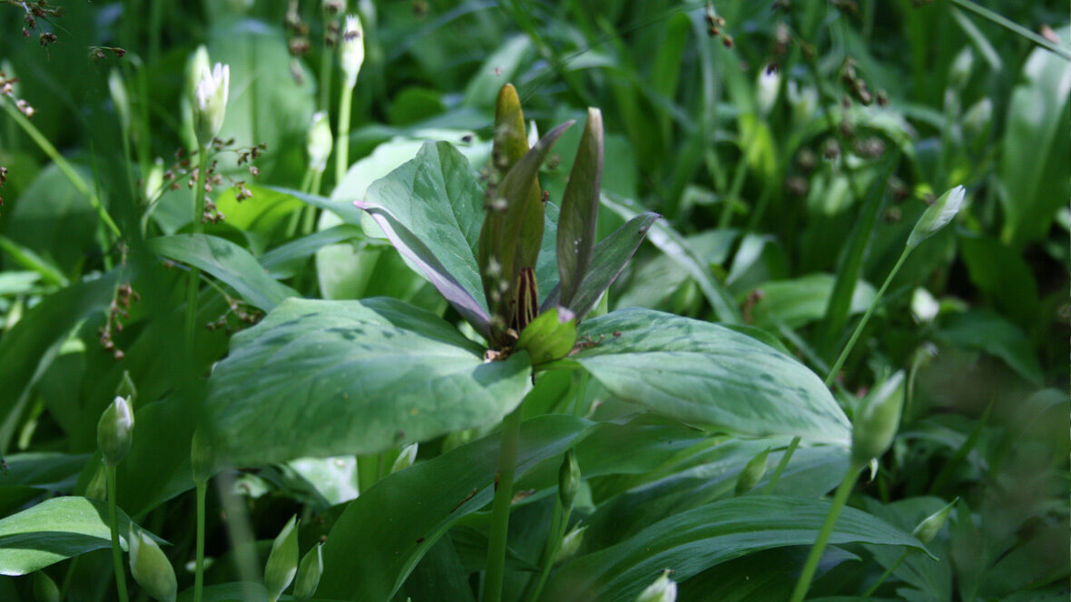 Waldlilie (Trillium sessile)