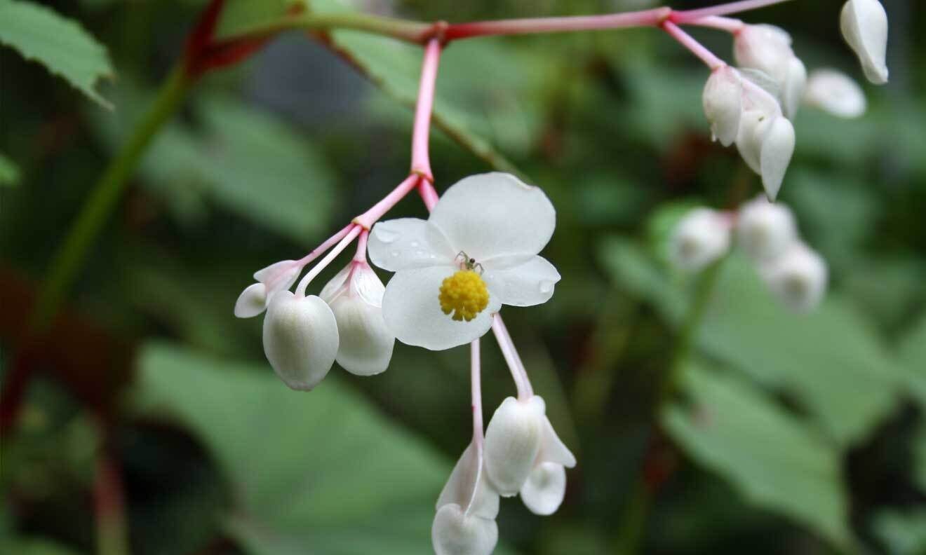 Winterharte Begonie (Begonia grandis ssp. sinensis)