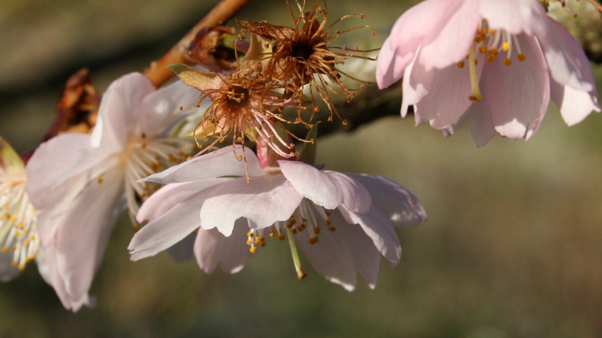 Berg-Kirsche (Prunus sargentii)