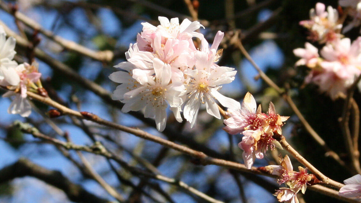 Winterkirsche (Prunus subhirtella 'Autumnalis')