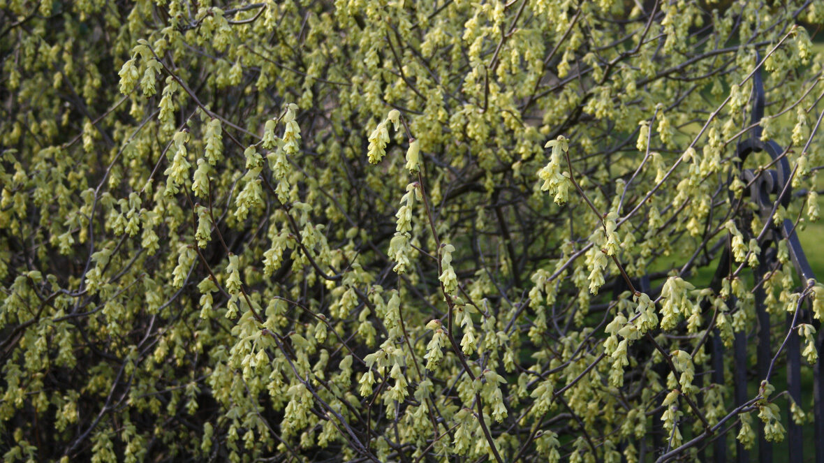 Scheinhasel (Corylopsis spicata)