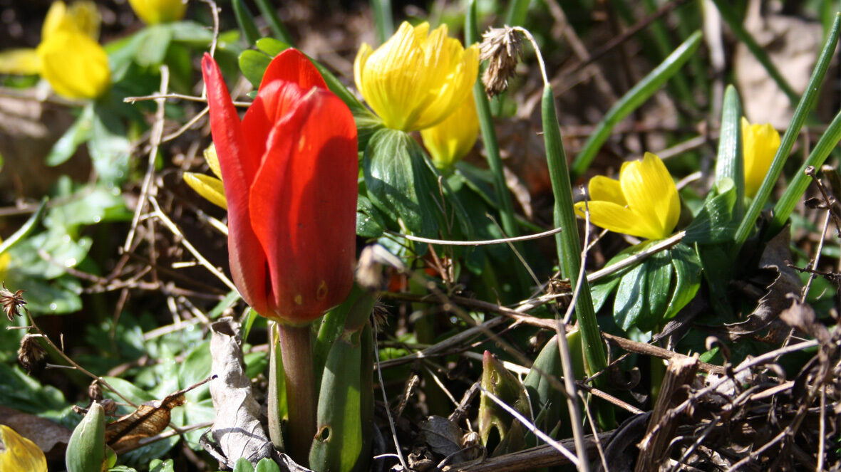 Seerosen-Tulpe (Tulipa kaufmanniana)