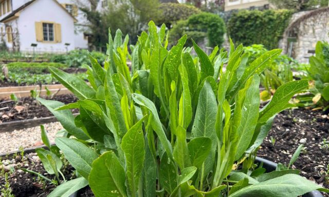Der Marktstand im Frühjahr