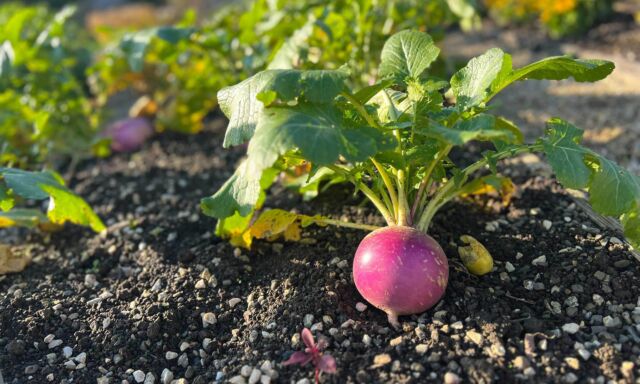 Der Marktstand im Winter