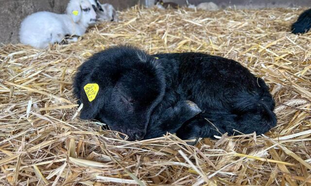 Die Lämmer sind da!