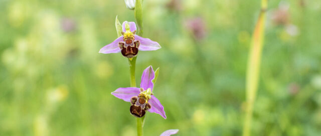 Biodiversität im Garten