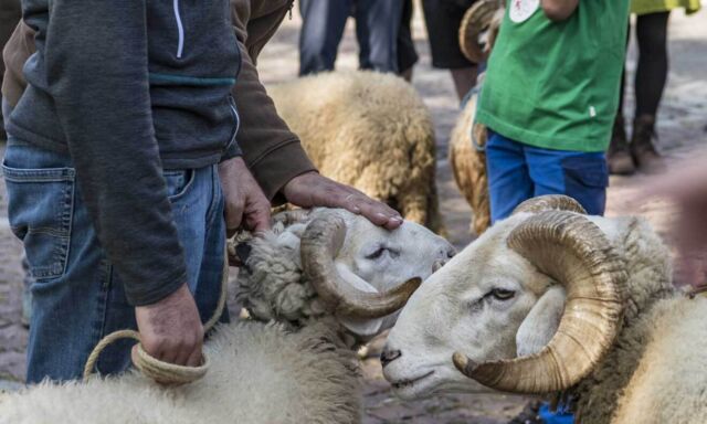  Widderschau der Bündner Oberländer Schafe 