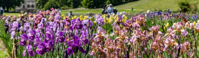 Die Iris-Sammlung blüht!