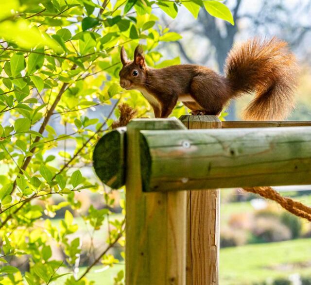 Die Merian Gärten für zuhause